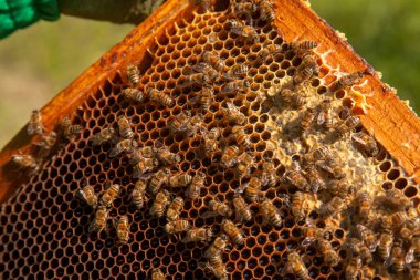 Tatlı ballı arı kovanından alınan bir arı kovanının çerçeveleri. Tatlı bal için açık ve mühürlü hücreleri olan sarı bal peteğinde meşgul arılar. Arı balı güzel kahverengi bal peteğinde toplandı.