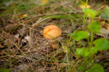 Turuncu kapak boletus. Genç bir boletus ormanda yetişir, kırmızı başlıklı bir mantar ve otların arasında beyaz bir ayak, yosun ve kuru yapraklar ve dallar. Yenebilir orman mantarları..