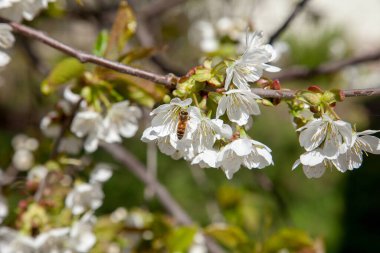 Bahar zamanı meyve bahçesi. Tatlı kiraz ağacının beyaz çiçeğinin üzerindeki bal arısının yakın görüntüsü. Tatlı bal yapmak için bal arısı polen ve nektar topluyor. Küçük yeşil yapraklar ve tatlı kiraz ağaçlarının beyaz çiçekleri baharda bahçede çiçek açar..