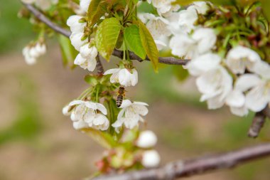 Bahar zamanı meyve bahçesi. Tatlı kiraz ağacının beyaz çiçeğinin üzerinde uçan bal arısının yakın görüntüsü. Tatlı bal yapmak için bal arısı polen ve nektar topluyor. Küçük yeşil yapraklar ve tatlı kiraz ağaçlarının beyaz çiçekleri baharda bahçede çiçek açar.