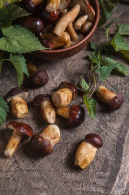 Sonbahar kompozisyonu boletus badius, imleria badia ya da bay bolete, mantarlı kil kasesi eski ahşap arka plan ve yeşil sarmaşık yaprağı. Yenilebilir ve gözenekli mantarların kadife rengi kahverengi veya kestane rengi başlıkları vardır.