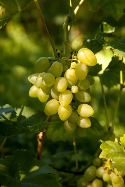 葡萄园里挂在葡萄丛上的一丛颗绿葡萄 园中挂着一串绿葡萄的近景 — 图库照片