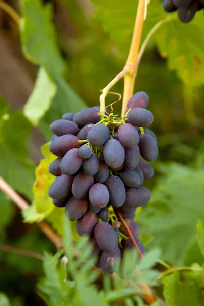 Ein Bündel Rosafarbener Trauben Mit Großen Beeren Hängt Einem Weinstock — Stockfoto