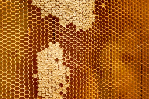 Honingraat Met Zoete Honing Als Achtergrond Gele Honingraat Komt Net — Stockfoto