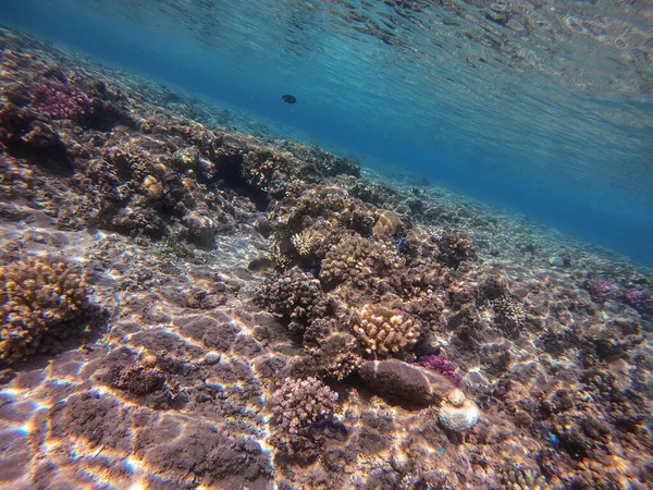 在珊瑚礁的水下俯瞰色彩斑斓的热带黑斑鱼或大角鲨的近景 珊瑚礁与珊瑚和热带鱼的水下生活 埃及红海的珊瑚礁 — 图库照片