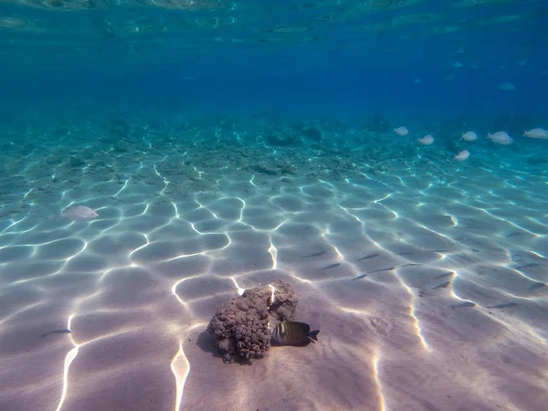 Sargo Sürüsü Mercan Resifinde Altında Diplodus Sargus Balığı Olarak Bilinen — Stok fotoğraf