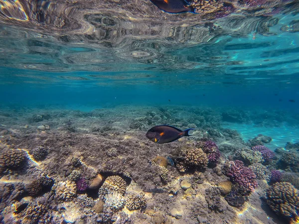 カラフルな熱帯魚ザトウクジラ Acanthurus Sohal はサンゴ礁で水中にタングします サンゴや熱帯魚とサンゴ礁の水中生活 エジプト紅海のサンゴ礁 — ストック写真