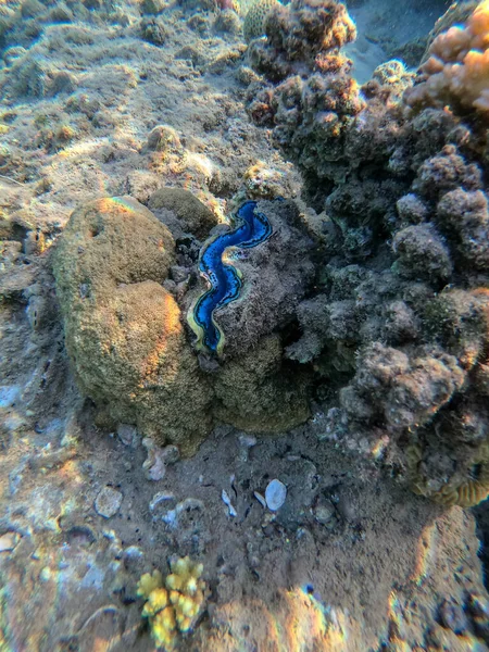 stock image Underwater panoramic view of coral reef with tropical fish, seaweeds and corals at the Red Sea, Egypt. Stylophora pistillata, Lobophyllia hemprichii, Acropora hemprichii, Favia favus and others