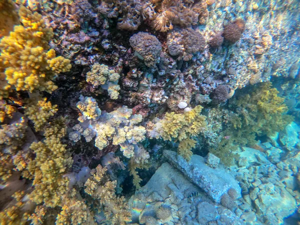 埃及红海带热带鱼类 海藻和珊瑚的珊瑚礁的水下全景 — 图库照片