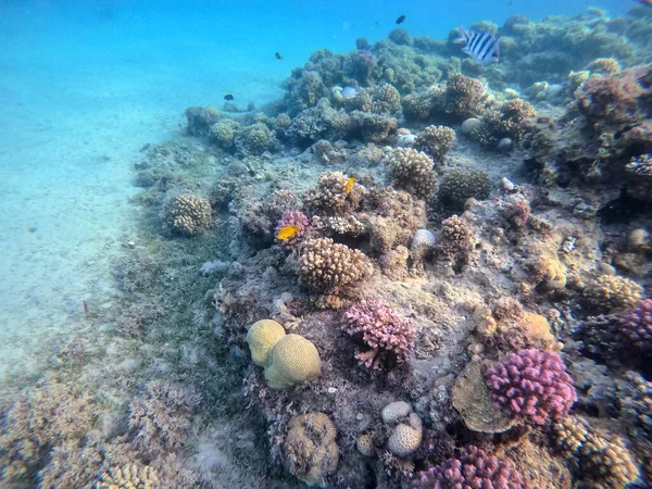 stock image Underwater panoramic view of coral reef with tropical fish, seaweeds and corals at the Red Sea, Egypt. Acropora gemmifera and Hood coral or Smooth cauliflower coral (Stylophora pistillata), Lobophyllia hemprichii, Acropora hemprichii or Pristine Stag