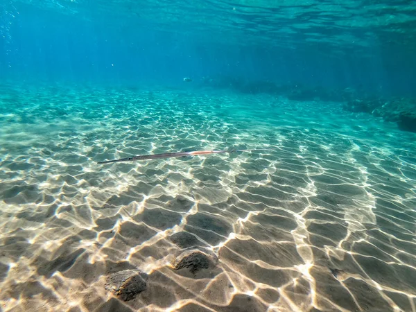 Zbliżenie Widok Tropikalnych Niebieskich Kornetu Ryby Gładkie Ryby Kornetu Lub — Zdjęcie stockowe