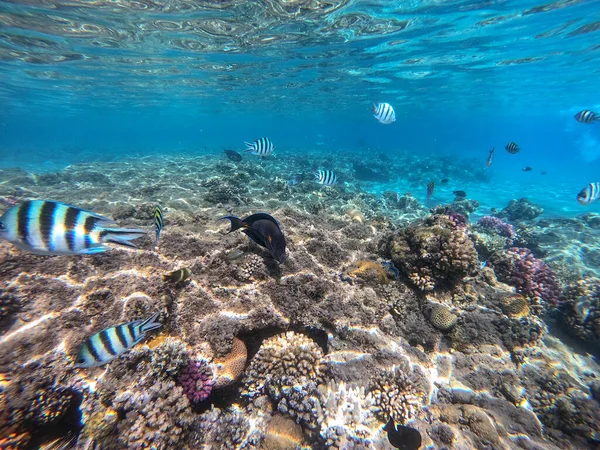 Mercan Resifinde Renkli Tropikal Balık Sohal Cerrah Balığı Acanthurus Sohal — Stok fotoğraf