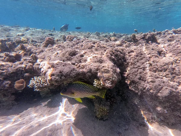 Renkli Tropikal Siyah Benekli Lastik Balığı Mercan Resifinde Suyun Altındaki — Stok fotoğraf