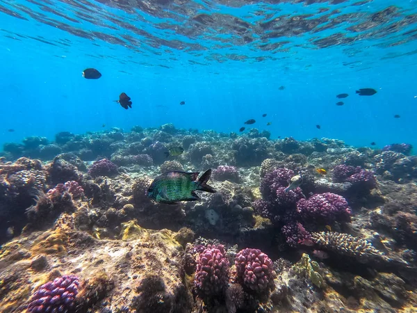 アフリカ軍曹は サンゴ礁で水中でAbudefduf Hoefleriとして知られています サンゴや熱帯魚とサンゴ礁の水中生活 エジプト紅海のサンゴ礁 — ストック写真