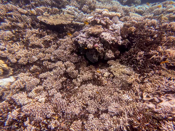 エジプトで熱帯魚 サンゴとサンゴ礁の水中パノラマビュー アクロポラ ジェミフェラ フード サンゴ礁 スムーズ カリフラワー サンゴ スタイロフォラ — ストック写真