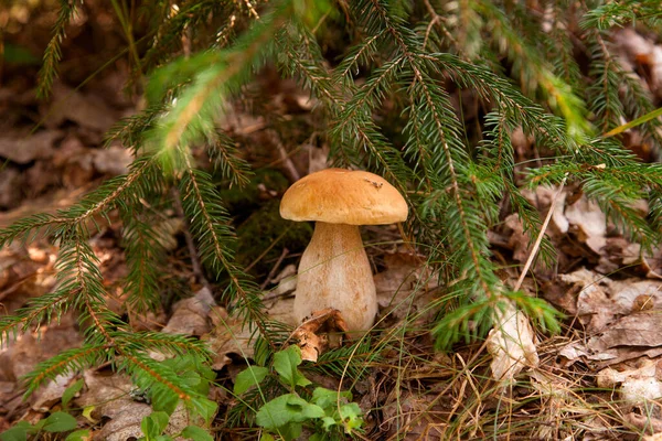野生的宝莲蘑菇 生长在秋天松树林中的香菇 Cep Porcino King Bolete Usually Called Boletus Naquis — 图库照片