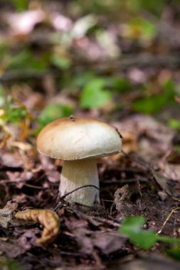 Boletus edulis (cep, penny topuz, porcino veya kral bolete, genellikle porcini mantar denir) yosun, yeşil çim ente ve sonbahar sezonunda düşmüş yaprakları arasında orman zeminüzerinde yetişir
