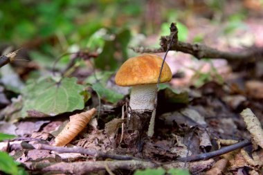 Turuncu kapak boletus. Yenebilir orman mantarları. Genç bir boletus kavak ormanında yetişir, kırmızı başlıklı bir mantar ve kuru yapraklar ve dallar arasında beyaz bir ayak.