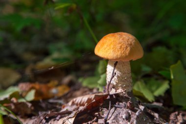 Turuncu kapak boletus. Yenebilir orman mantarları. Genç bir boletus kavak ormanında yetişir, kırmızı başlıklı bir mantar ve kuru yapraklar ve dallar arasında beyaz bir ayak.