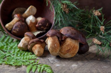Sonbahar kompozisyonu boletus badius, imleria badia ya da bay bolete, mantarlı kil kasesi eski ahşap arka planda çam ağacının yeşil dalı. Yenilebilir ve gözenekli mantarların kadife rengi kahverengi veya kestane rengi başlıkları vardır.