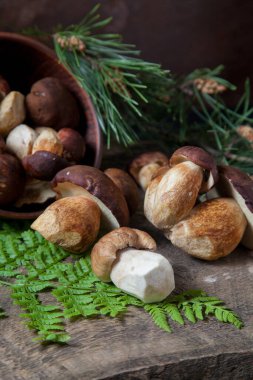 Boletus badius, imleria badia ya da Bay bolete ve Porcini mantarlarının sonbahar kompozisyonu yaygın olarak Boletus Edulis olarak bilinir, kil kase ile mantarlar eski ahşap arka planda yeşil çam ağacı dalı ve eğreltiotu yaprağı sırtı