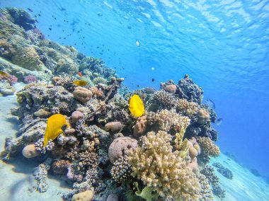 Mercan resiflerinde sualtında Chaetodon semilarvatus olarak bilinen tropikal Mavi Kelebek Kelebeği. Mercanlar ve tropikal balıklarla dolu su altı yaşamı. Kızıl Deniz 'deki Mercan Resifi, Mısır
