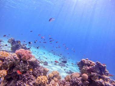 Sualtı panoramik mercan resifinin Lyretail anthias sürüsü (Pseudanthias squamipinnis) ve diğer tropikal balık türleri, deniz yosunları ve mercanlar ile Kızıl Deniz, Mısır. Acropora gemmifera ve Hood mercanı veya Pürüzsüz karnabahar mercanı (Stylophora 