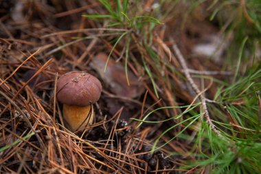 Boletus badius, imleria badia ya da körfez bolete 'nin sonbahar çam ağacı ormanlarında büyümesini yakından izleyin. Yenilebilir ve gözenekli mantarların kadife rengi kahverengi veya kestane rengi başlıkları vardır.