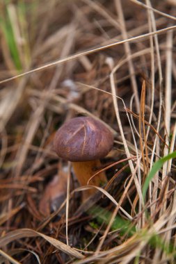 Boletus badius, imleria badia ya da Bay Bolete 'nin sonbahar mevsiminde yosun ve kuru yaprakların arasında büyümesini yakından izleyin. Yenilebilir ve gözenekli mantarların kadife rengi kahverengi veya kestane rengi başlıkları vardır.