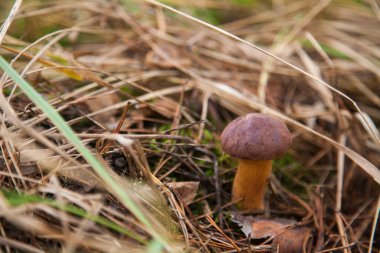 Boletus badius, imleria badia ya da Bay Bolete 'nin sonbahar mevsiminde yosun ve kuru yaprakların arasında büyümesini yakından izleyin. Yenilebilir ve gözenekli mantarların kadife rengi kahverengi veya kestane rengi başlıkları vardır.