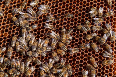 Arı kovanındaki arı kraliçesi. Arı kovanındaki kraliçe arı işçi arılar tarafından desteklenen yumurtalarını bırakıyor. Sahibe arı kolonileri. Kraliçe arı işçileriyle çevrili..