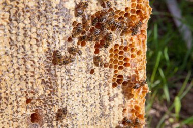 Arı kovanının çerçeveleri. Tatlı bal için açık ve mühürlü hücreleri ile kovan içinde meşgul arılar. Arı bal güzel sarı petek toplanan