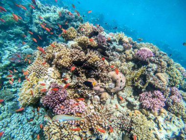 Sualtı panoramik mercan resifinin Lyretail anthias sürüsü (Pseudanthias squamipinnis) ve diğer tropikal balık türleri, deniz yosunları ve mercanlar ile Kızıl Deniz, Mısır. Acropora gemmifera ve Hood mercanı veya Pürüzsüz karnabahar mercanı (Stylophora 