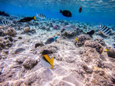 Balıkların farklı türleri - yelken tang veya Desjardin 'in yelken yüzgeci tang, Hipposcarus longiceps veya Uzun Burunlu Parrotfish, Rhinecanthus suikast balığı veya Picasso tetikleyici, Birdmouth wrasse, Klunzinger' s wrasse ve diğer tropikal balıklar