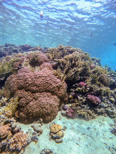 Víz Alatti Panorámás Kilátás Korallzátony Trópusi Halak Tengeri Moszatok Korallok — Stock Fotó