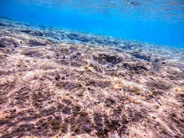 在珊瑚礁的水下 阿拉伯菠菜海克 被称为 蛇尾草加纳姆 珊瑚礁与珊瑚和热带鱼的水下生活 埃及红海的珊瑚礁 — 图库照片