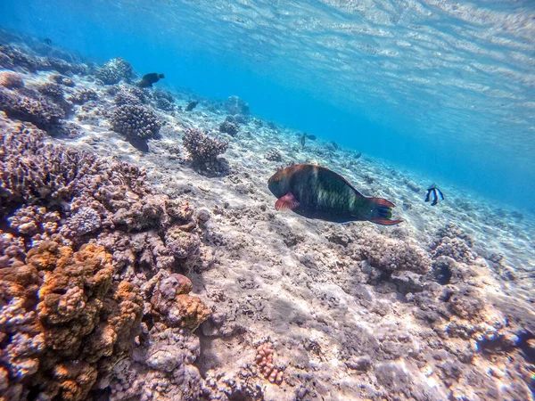 カラフルな熱帯のヒッポスカルスのロングアイスや ヒポスカルスとして知られるロングノーズのパロットフィッシュは サンゴ礁で水中で乾燥しています サンゴや熱帯魚とサンゴ礁の水中生活 エジプト紅海のサンゴ礁 — ストック写真