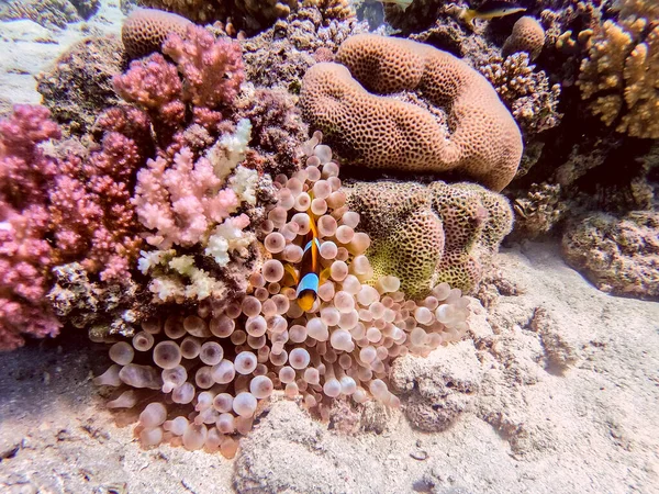 Zblízka Pohled Barevné Tropické Ryby Ryby Klauna Červeného Nebo Amphiprion — Stock fotografie