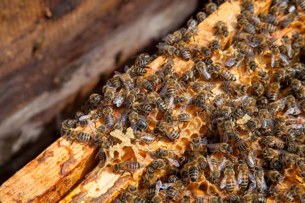 Frames Dari Sarang Lebah Menutup Pandangan Tubuh Sarang Yang Terbuka — Stok Foto