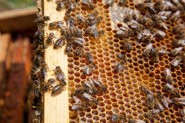 Frames Beehive Busy Bees Hive Open Sealed Cells Sweet Honey — Stock Photo, Image