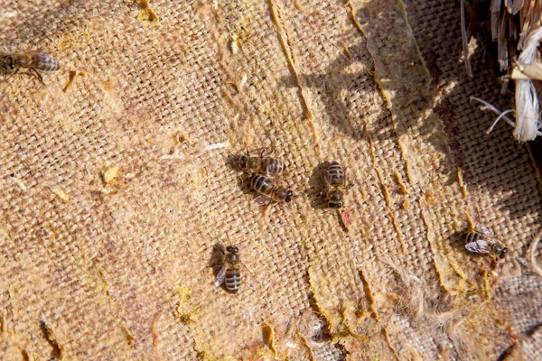 Крупный План Пчел Роящихся Винтажном Текстильном Фоне — стоковое фото