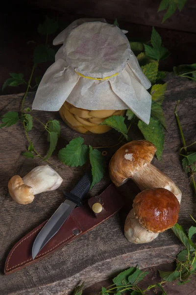 Crop Forest Edible Mushrooms Composition Porcini Mushrooms Cep Porcino King — Stock Photo, Image