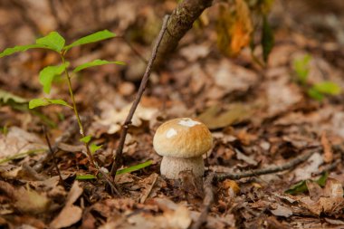 Boletus edulis (cep, porcino veya kral bolete, genellikle Porcini mantarı olarak bilinir) sonbahar mevsiminde orman zemininde yosun ve kuru yapraklar arasında yetişir.