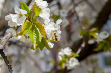 Bahar zamanı meyve bahçesi. Tatlı kiraz ağacının beyaz çiçeğinin üzerindeki bal arısının yakın görüntüsü. Tatlı bal yapmak için bal arısı polen ve nektar topluyor. Küçük yeşil yapraklar ve tatlı kiraz ağaçlarının beyaz çiçekleri baharda bahçede çiçek açar..