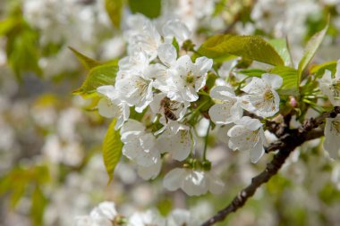 Bahar zamanı meyve bahçesi. Tatlı kiraz ağacının beyaz çiçeğinin üzerindeki bal arısının yakın görüntüsü. Tatlı bal yapmak için bal arısı polen ve nektar topluyor. Küçük yeşil yapraklar ve tatlı kiraz ağaçlarının beyaz çiçekleri baharda bahçede çiçek açar..