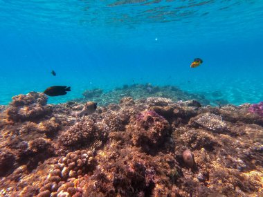 Sualtı panoramik mercan resifleri tropikal balıklar, deniz yosunları ve Mısır 'daki mercanlar. Acropora gemmifera ve Hood mercanı ya da Pürüzsüz karnabahar mercanı (Stylophora pistillata), Lobophyllia hemprichii, Acropora hemprichii veya Pristine Stag