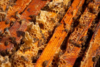 Arı kovanının çerçeveleri. Bal arılarının oluşturduğu çerçeveleri gösteren açılan kovan gövdesinin yakından görünümü