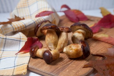 Boletus Badius, Imleria Badia ya da Bay Bolete 'nin sonbahar kompozisyonu ve ahşap kesim tahtasında canlı sonbahar yaprakları. Yenilebilir ve gözenekli mantarların kadife rengi kahverengi veya kestane rengi başlıkları vardır.