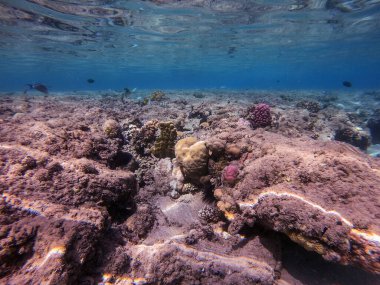 Sualtı panoramik mercan resifleri tropikal balıklar, deniz yosunları ve Mısır 'daki mercanlar. Acropora gemmifera ve Hood mercanı ya da Pürüzsüz karnabahar mercanı (Stylophora pistillata), Lobophyllia hemprichii, Acropora hemprichii veya Pristine Stag