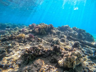 Sualtı panoramik mercan resifleri tropikal balıklar, deniz yosunları ve Mısır 'daki mercanlar. Acropora gemmifera ve Hood mercanı ya da Pürüzsüz karnabahar mercanı (Stylophora pistillata), Lobophyllia hemprichii, Acropora hemprichii veya Pristine Stag